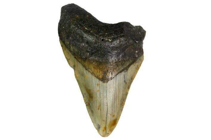 Bargain, Fossil Megalodon Tooth - North Carolina #153134